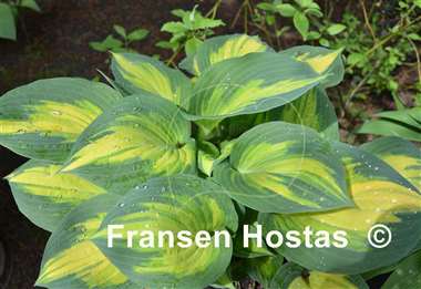Hosta Forbidden Fruit